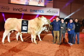 Un groupe de personnes et des bovins de race Blonde d'Aquitaine sur un ring lors de la remise des prix d'un concours bovin