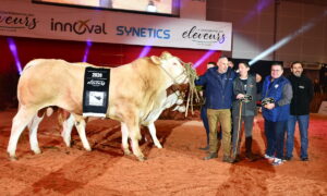 Un groupe de personnes et des bovins de race Blonde d'Aquitaine sur un ring lors de la remise des prix d'un concours bovin