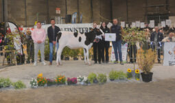 Une génisse et des personnes pendant un concours