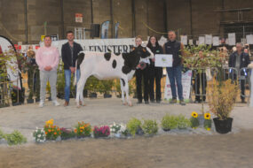 Une génisse et des personnes pendant un concours