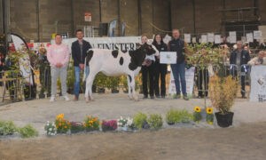 Une génisse et des personnes pendant un concours