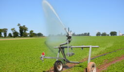 Canon d'irrigation dans une parcelle agricole de cultures