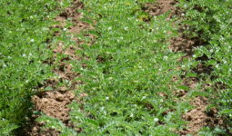 Culture de pois chiche plein champ
