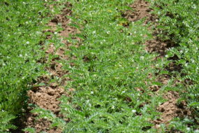 Culture de pois chiche plein champ