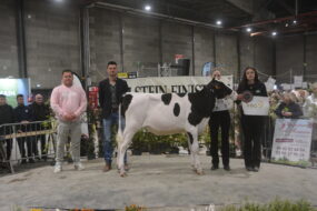 Un groupe de personnes et une génisse sur un ring lors de la remise des prix d'un concours bovin
