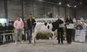 Un groupe de personnes et une génisse sur un ring lors de la remise des prix d'un concours bovin