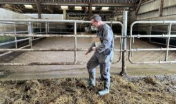 éleveur en train d'épandre des acariens sur une aire paillée