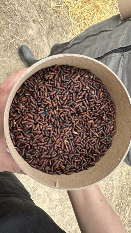 Les larves de mini-guêpes se trouvent dans des cocons de mouche. Selon la température, elles éclosent plus ou moins vite et vont parasiter de nouveaux cocons.