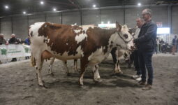 Des éleveurs et des vaches lors de la présentation des animaux dans un concours bovin