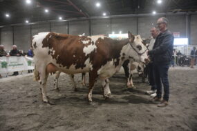 Des éleveurs et des vaches lors de la présentation des animaux dans un concours bovin