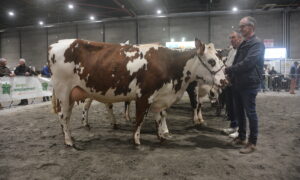 Des éleveurs et des vaches lors de la présentation des animaux dans un concours bovin