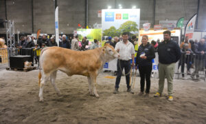 Des éleveurs et une vache blonde d'aquitaine lors de la remise des prix d"un concours