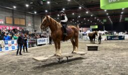 Un cheval de race Trait Breton avec sa cavalière sur un pont basculant tiennent en équilibre lors d'une présentation dans un salon