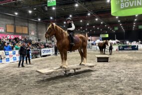 Un cheval de race Trait Breton avec sa cavalière sur un pont basculant tiennent en équilibre lors d'une présentation dans un salon