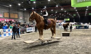 Un cheval de race Trait Breton avec sa cavalière sur un pont basculant tiennent en équilibre lors d'une présentation dans un salon