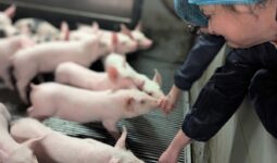 Deux personnes tendent leurs mains à des porcelets dans une salle d'élevage porcin