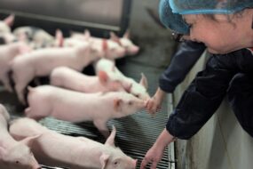Deux personnes tendent leurs mains à des porcelets dans une salle d'élevage porcin