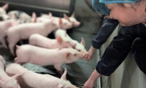 Deux personnes tendent leurs mains à des porcelets dans une salle d'élevage porcin