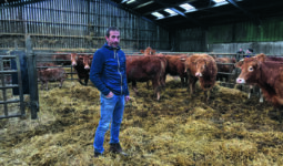Un homme avec ses vaches allaitantes dans uns stabulation paillée
