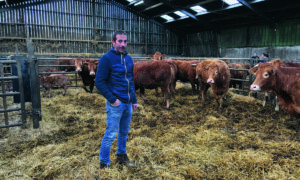 Un homme avec ses vaches allaitantes dans uns stabulation paillée