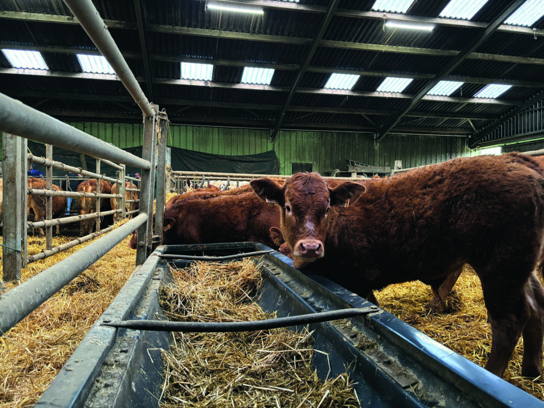 Des veaux Limousin à l'auge dans une aire paillée