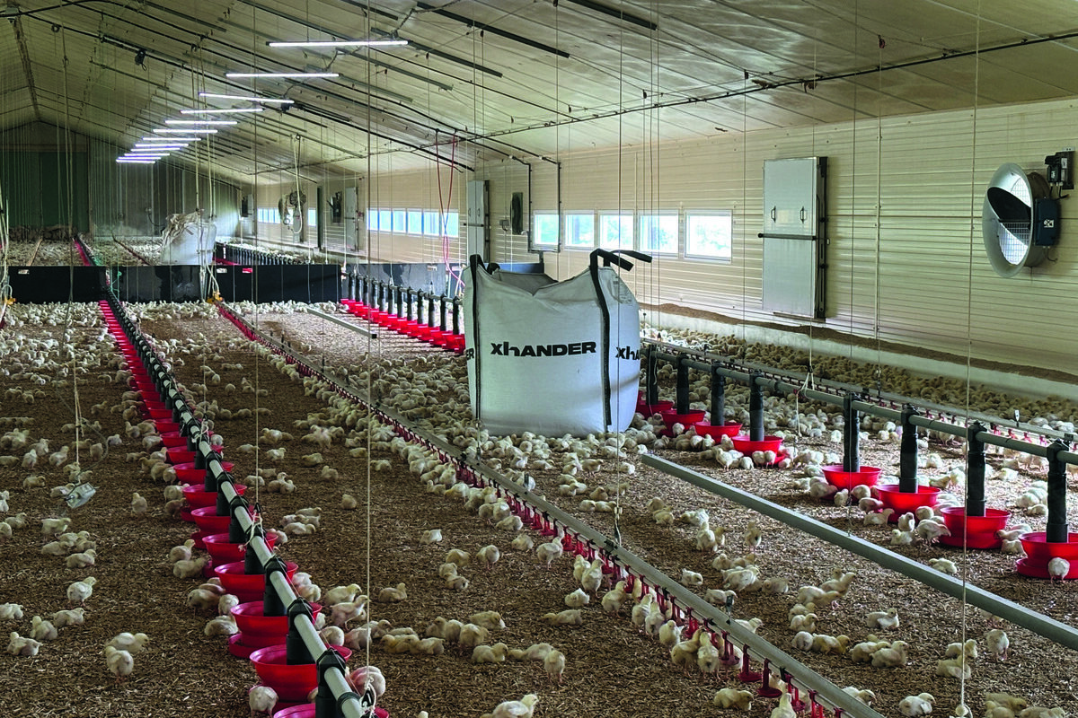 Des poussins de 6 jours dans un bâtiment d'élevage - Illustration Une bonne litière de miscanthus pour des poulets en forme