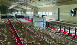 Des poussins de 6 jours dans un bâtiment d'élevage