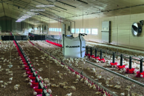 Des poussins de 6 jours dans un bâtiment d'élevage