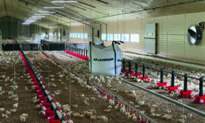 Des poussins de 6 jours dans un bâtiment d'élevage