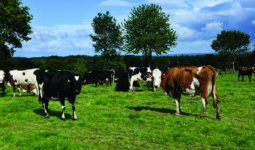 vaches au pâturage avec des arbres et un ciel bleu