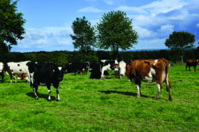 vaches au pâturage avec des arbres et un ciel bleu
