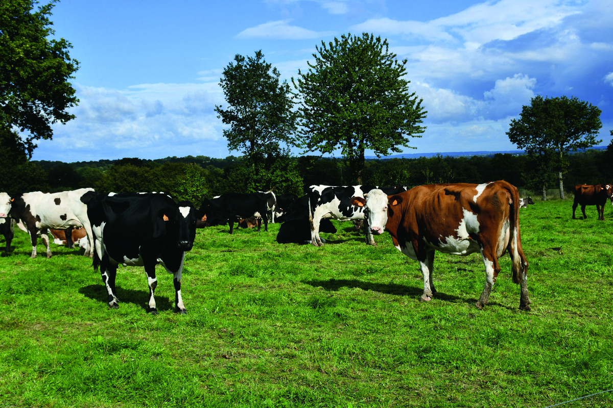 vaches au pâturage avec des arbres et un ciel bleu - Illustration De nouvelles pratiques de contrôle des parasites