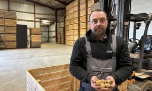 Une personne avec des plants de pomme de terre dans les mains