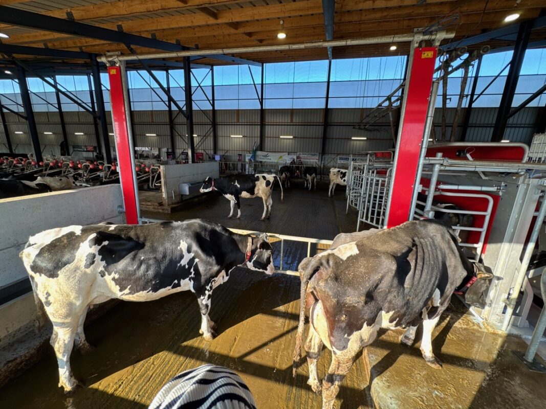 Des vaches de races Prim'Holstein attendent devant un robot de traite rouge