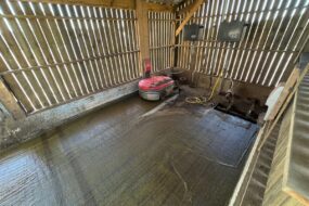 Un automate aspirateur de lisier dans une enceinte bardée de claire-voie dans un bâtiment d'élevage pour bovins