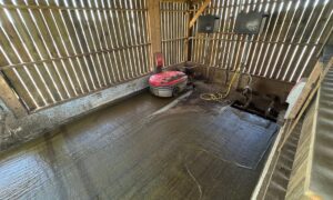 Un automate aspirateur de lisier dans une enceinte bardée de claire-voie dans un bâtiment d'élevage pour bovins