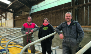 Une femme entourée de deux hommes dans les logettes d'un élevage laitier