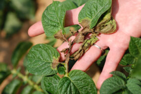 Une feuille de pomme de terre touchée par le mildiou