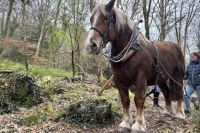Cheval de trait dans une forêt