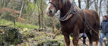 Cheval de trait dans une forêt