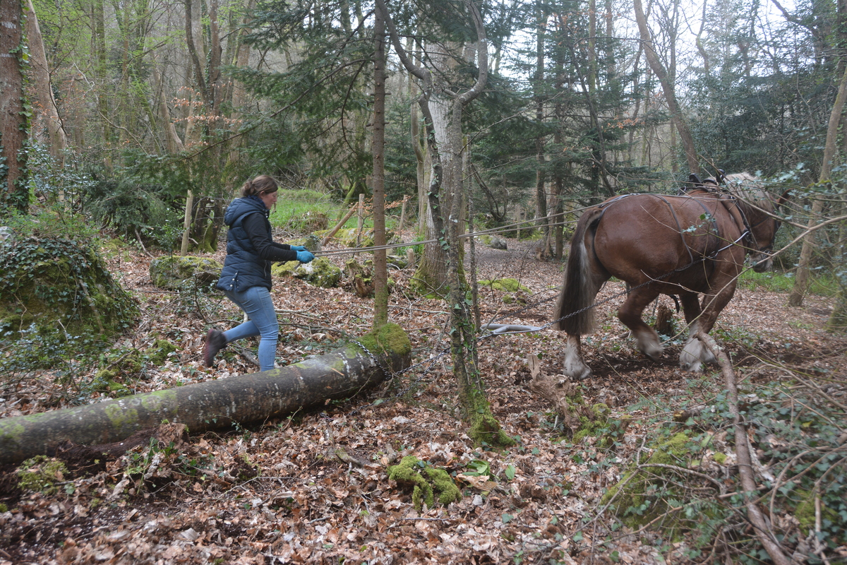Les Traits bretons sont puissants et courageux.