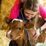 Un vétérinaire en train d'écouter le couer d'un veau avec son stétoscope