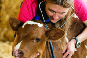 Un vétérinaire en train d'écouter le couer d'un veau avec son stétoscope