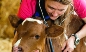 Un vétérinaire en train d'écouter le couer d'un veau avec son stétoscope