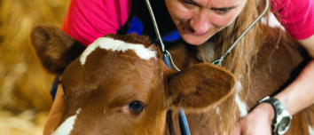 Un vétérinaire en train d'écouter le couer d'un veau avec son stétoscope