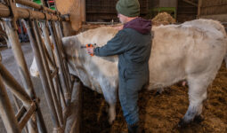 Eleveur en train de vacciner une vache charolaise