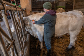 Eleveur en train de vacciner une vache charolaise