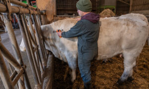 Eleveur en train de vacciner une vache charolaise