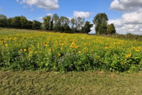 Un couvert végétal