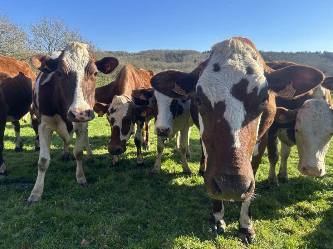 Du 1er mars au 1er octobre, les vaches sont à l’herbe en continu